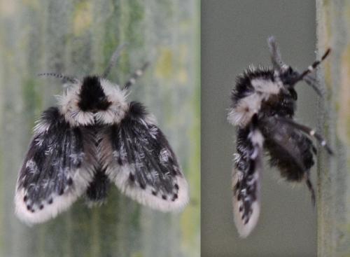 Clogmia latipennis